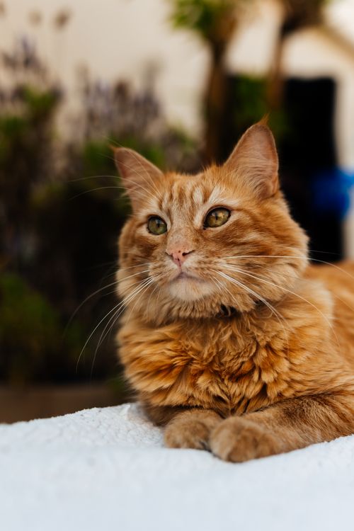 Free Close-up of a fluffy ginger cat lounging outdoors, capturing its serene expression. Stock Photo