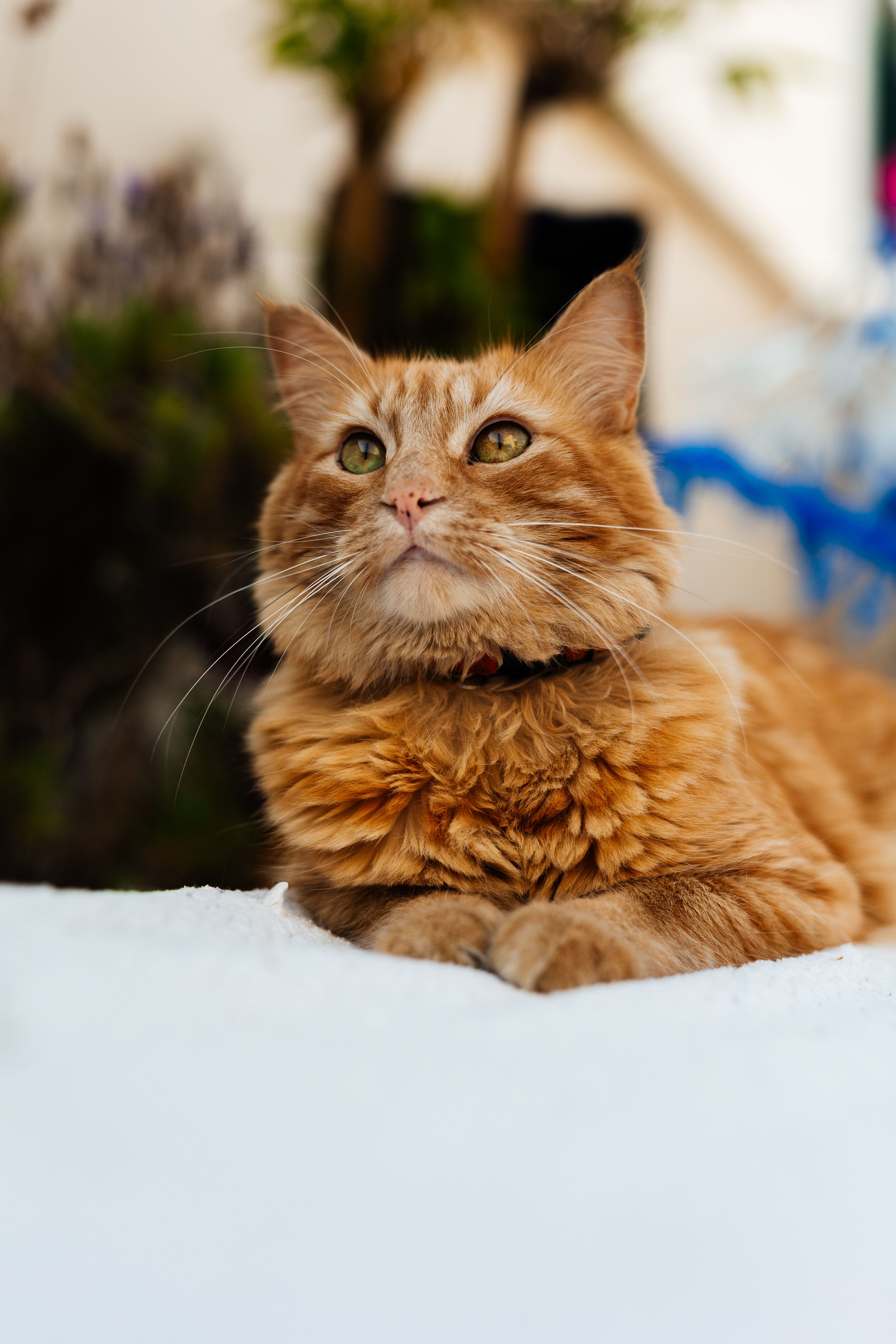 Majestic Orange Tabby Cat Relaxing Outdoors · Free Stock Photo