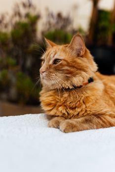 cat photo