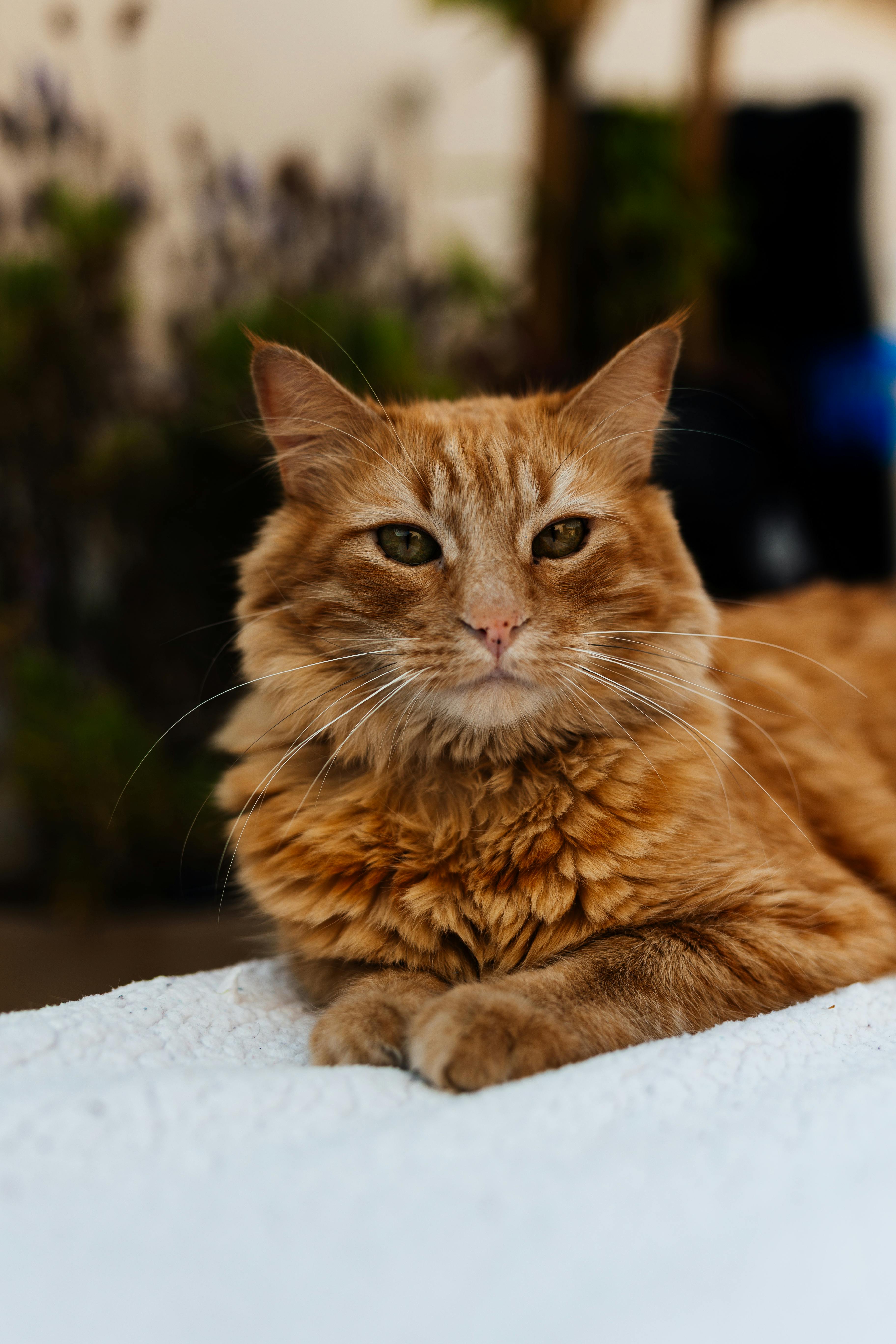 Pet care supplements