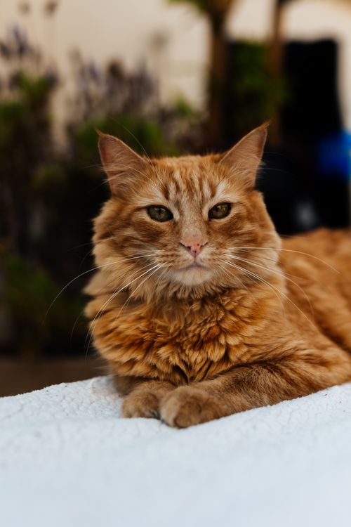 Free Charming ginger cat lounging indoors on a soft surface, exuding warmth and comfort. Stock Photo