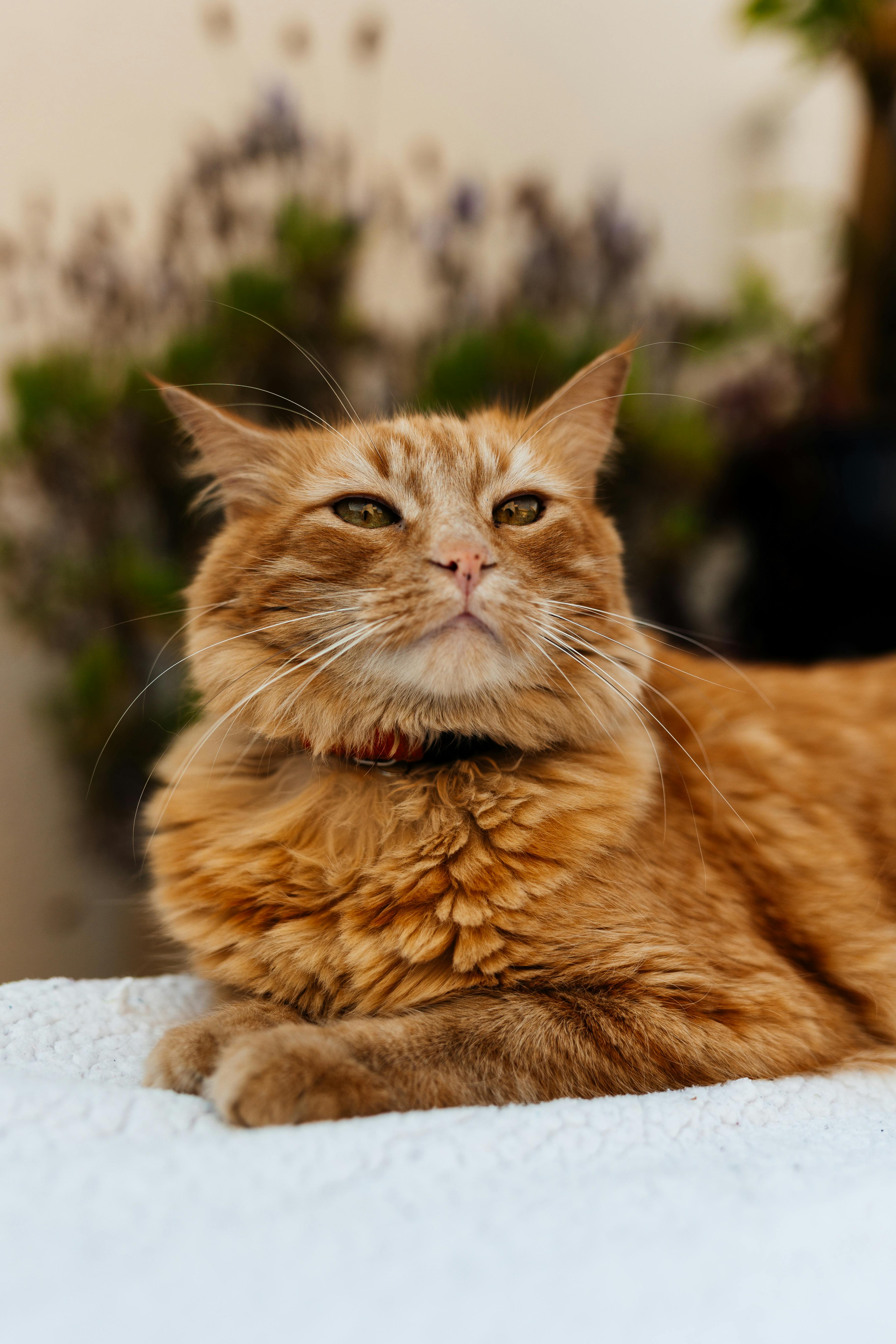 幸せそうな猫