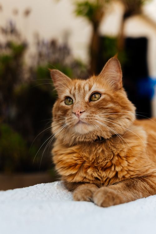 Free Adorable ginger cat lying on a blanket, looking away with a soft backdrop. Stock Photo
