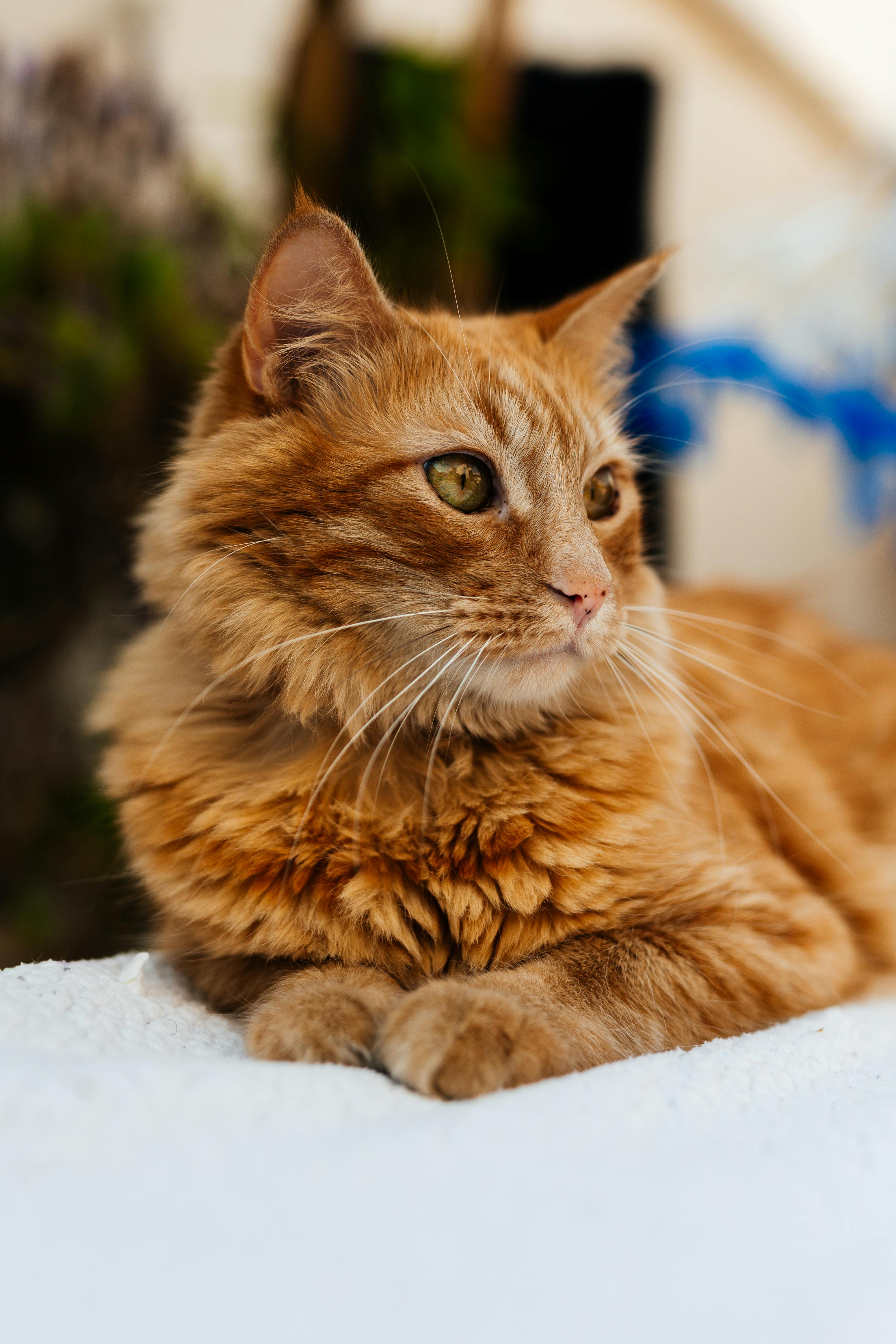 Charming orange tabby cat lying down with a serene expression outdoors.