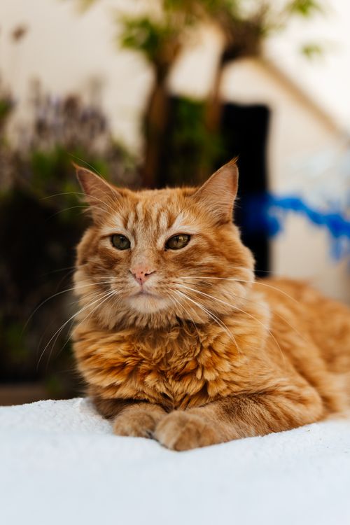 Free Calm orange tabby cat lounging outdoors on a white surface in a garden setting. Stock Photo