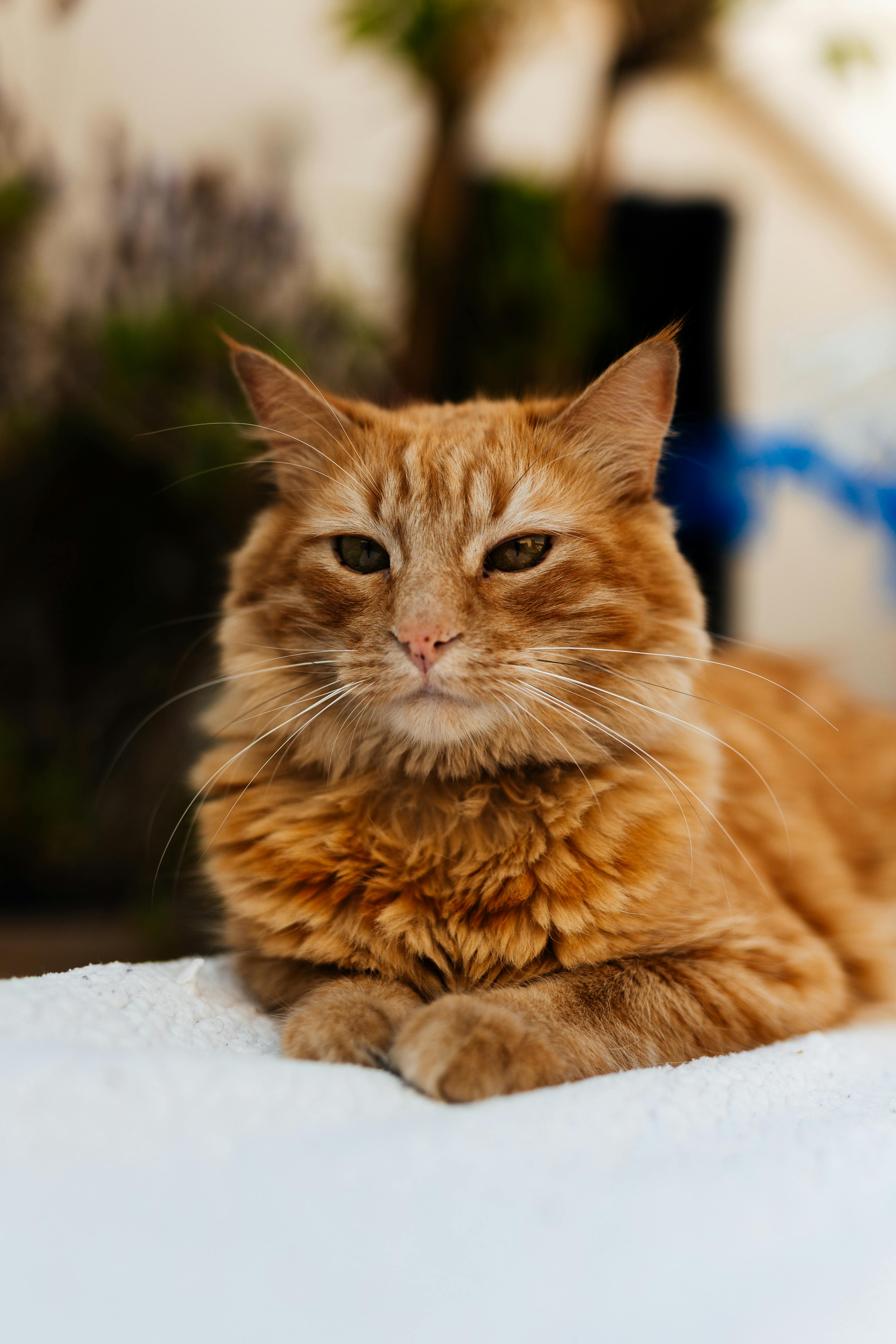 Why Your Cat Stares at You (It is Not What You Think)