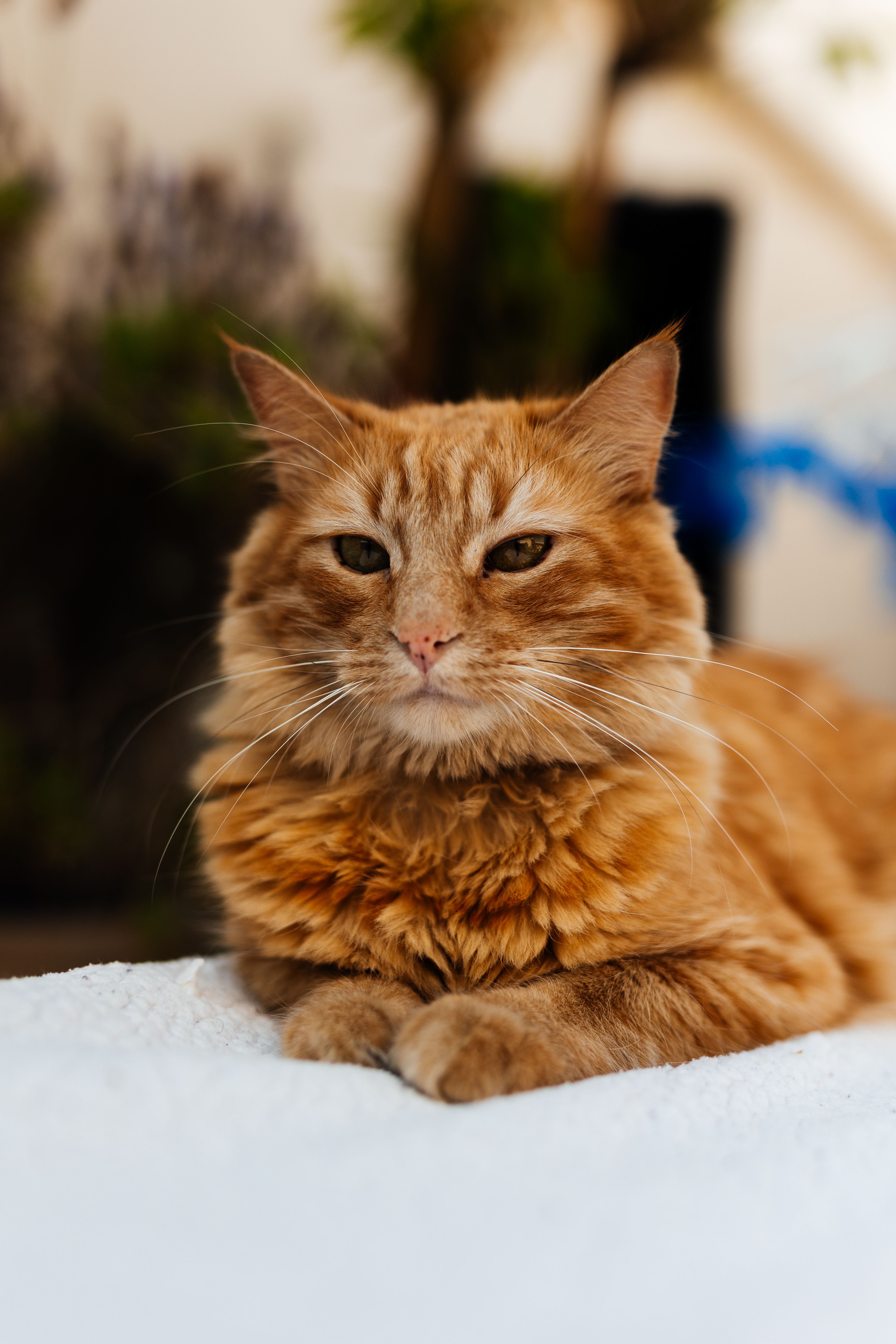 Cute Small Cat Photos Download The Best Free Cute Small Cat Stock