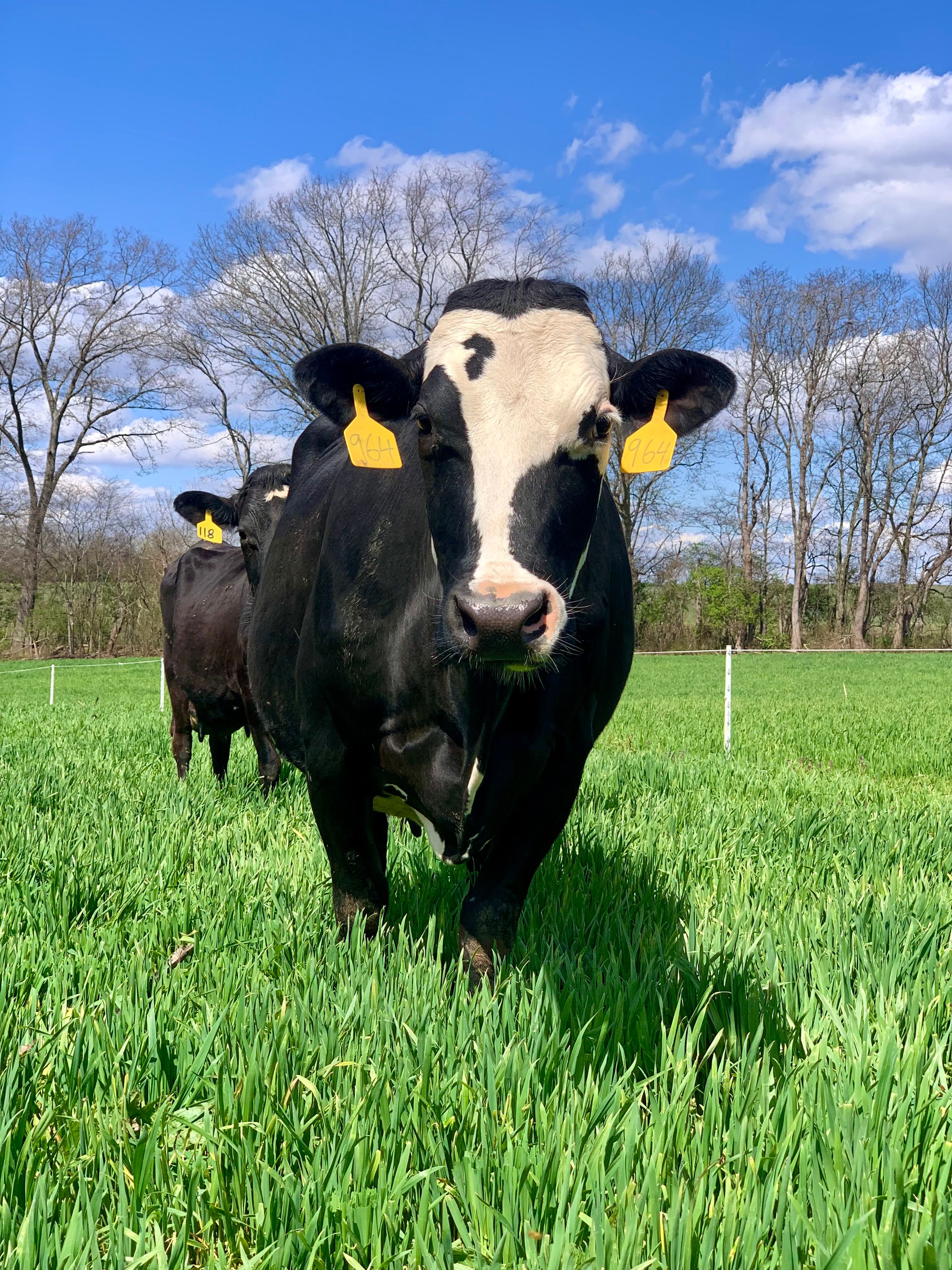 Holstein Cows Grazing in a Green Pasture · Free Stock Photo