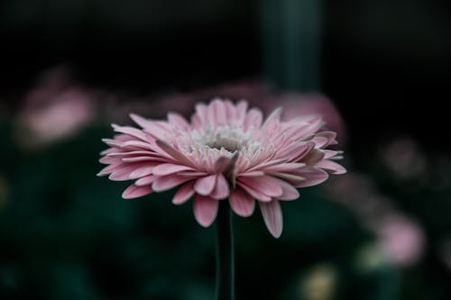 Selective Focus Photography of Pink Gerbera Daisy Flower