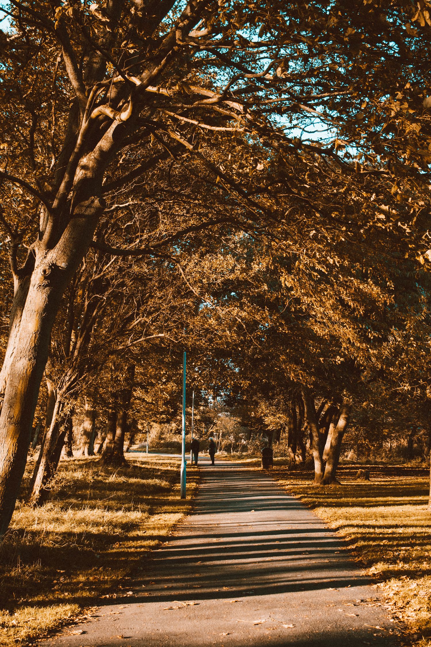 Footpath Under Trees · Free Stock Photo