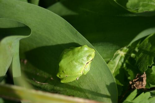 Free A vibrant green tree frog camouflaged on a large leaf, basking in sunlight. Stock Photo