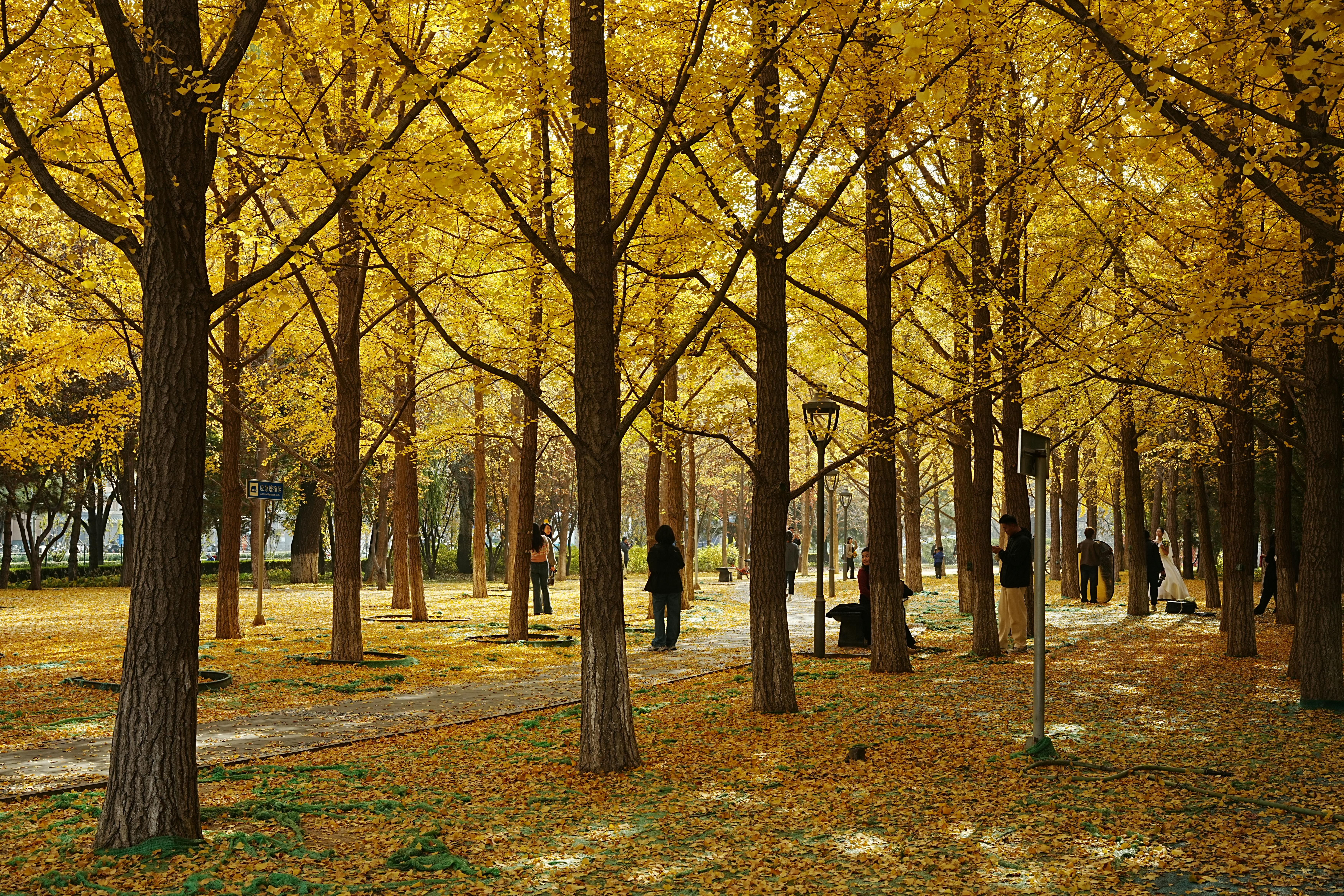 Tranquil park with people amidst vibrant yellow ginkgo trees during fall, capturing a serene autumn atmosphere.