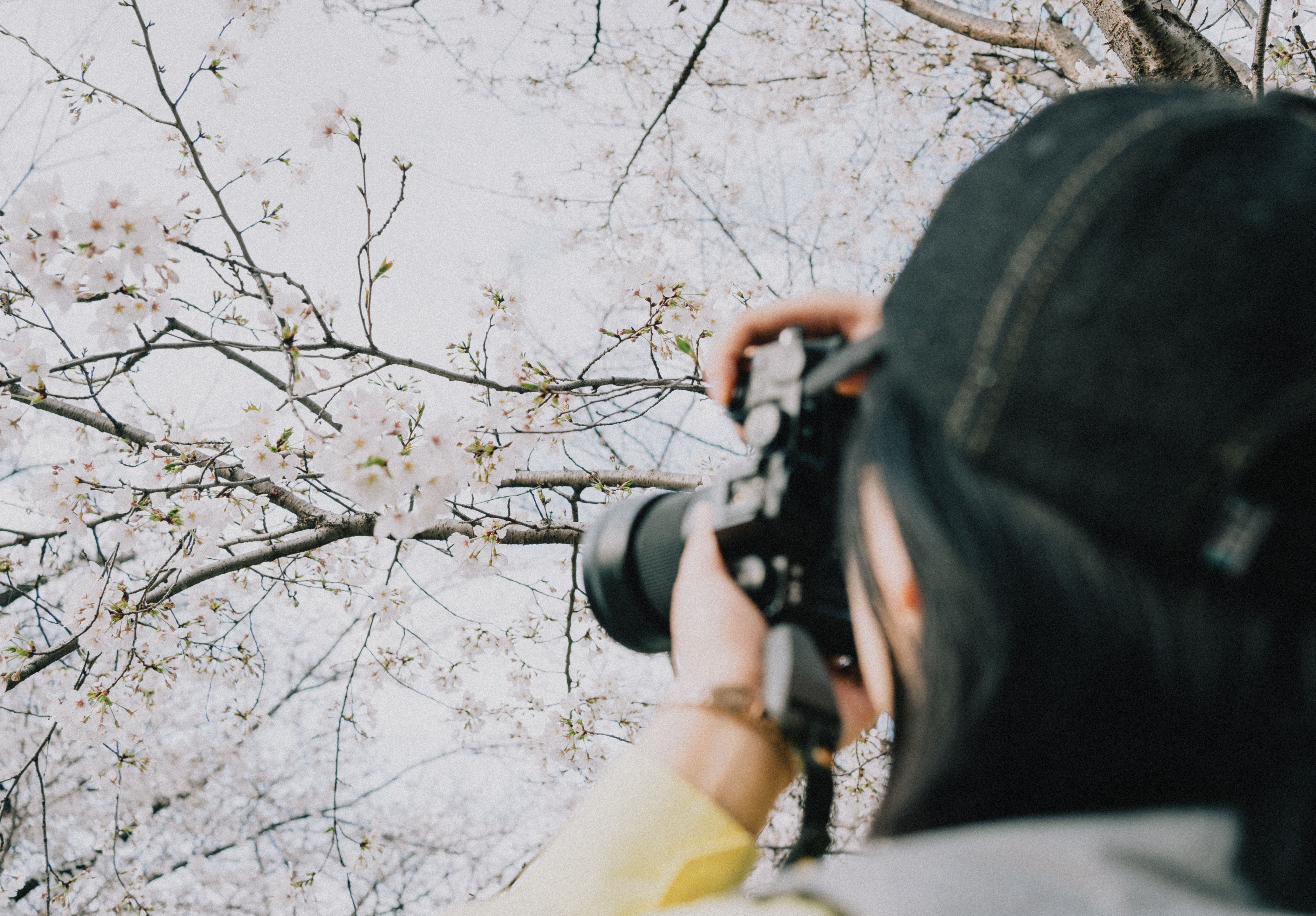 東京の春の桜を撮影する写真家。自然の美しさが感じられる穏やかな瞬間。