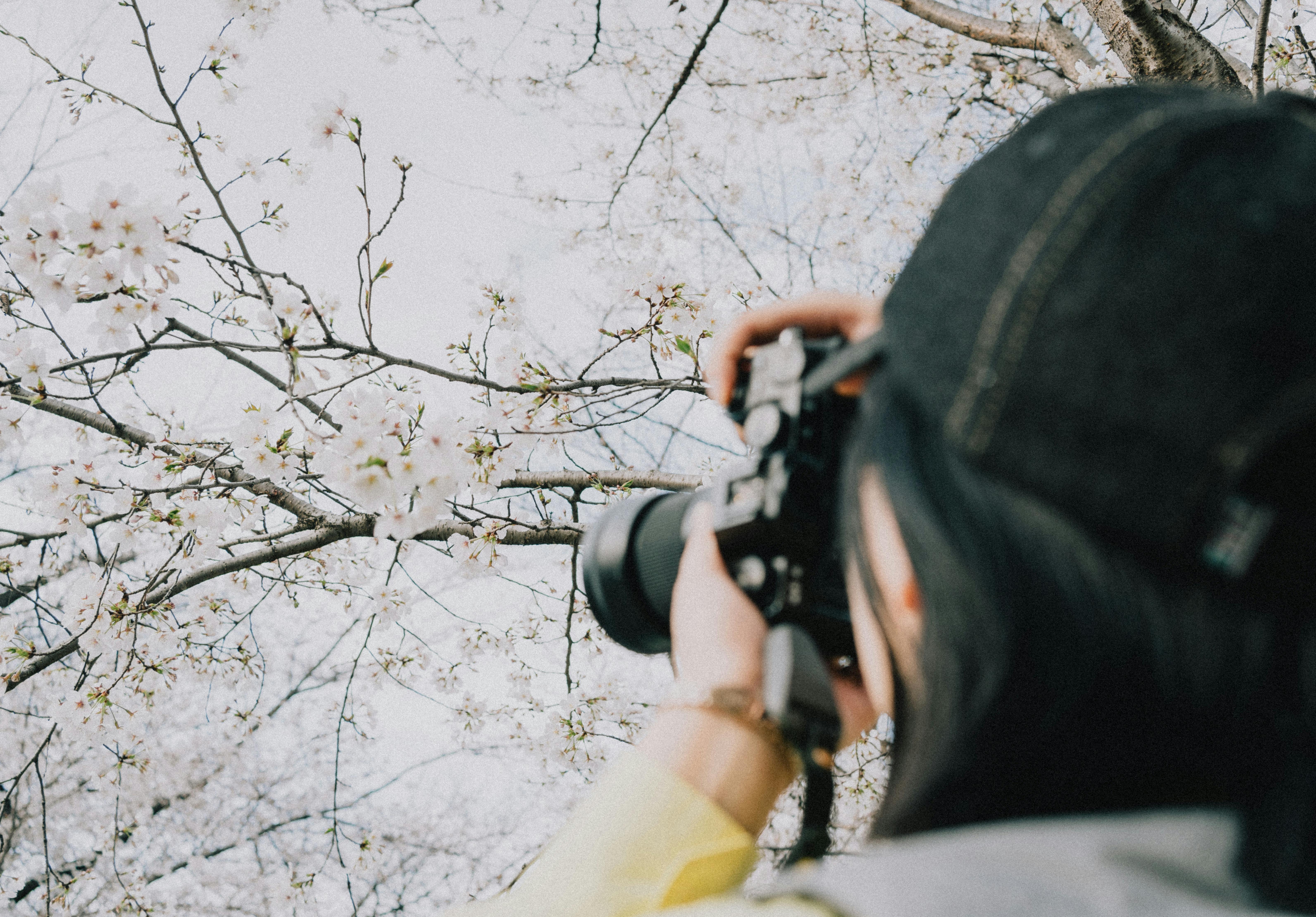 Free Photographer capturing cherry blossoms in spring, Tokyo. A serene moment of nature's beauty. Stock Photo