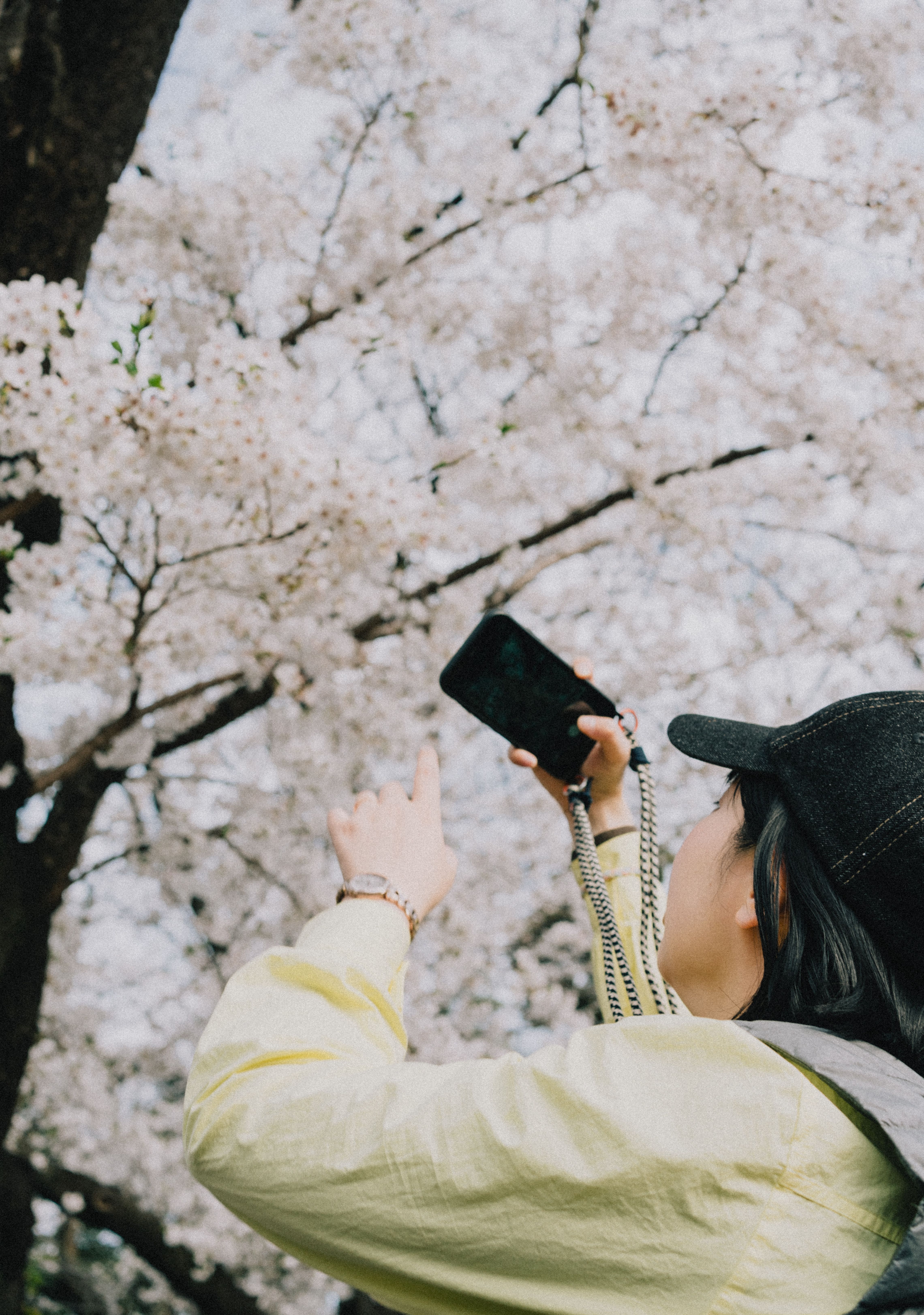 Tokyo Cherry Blossom Travel Guide: Your Ultimate Itinerary for a Magical Sakura Season