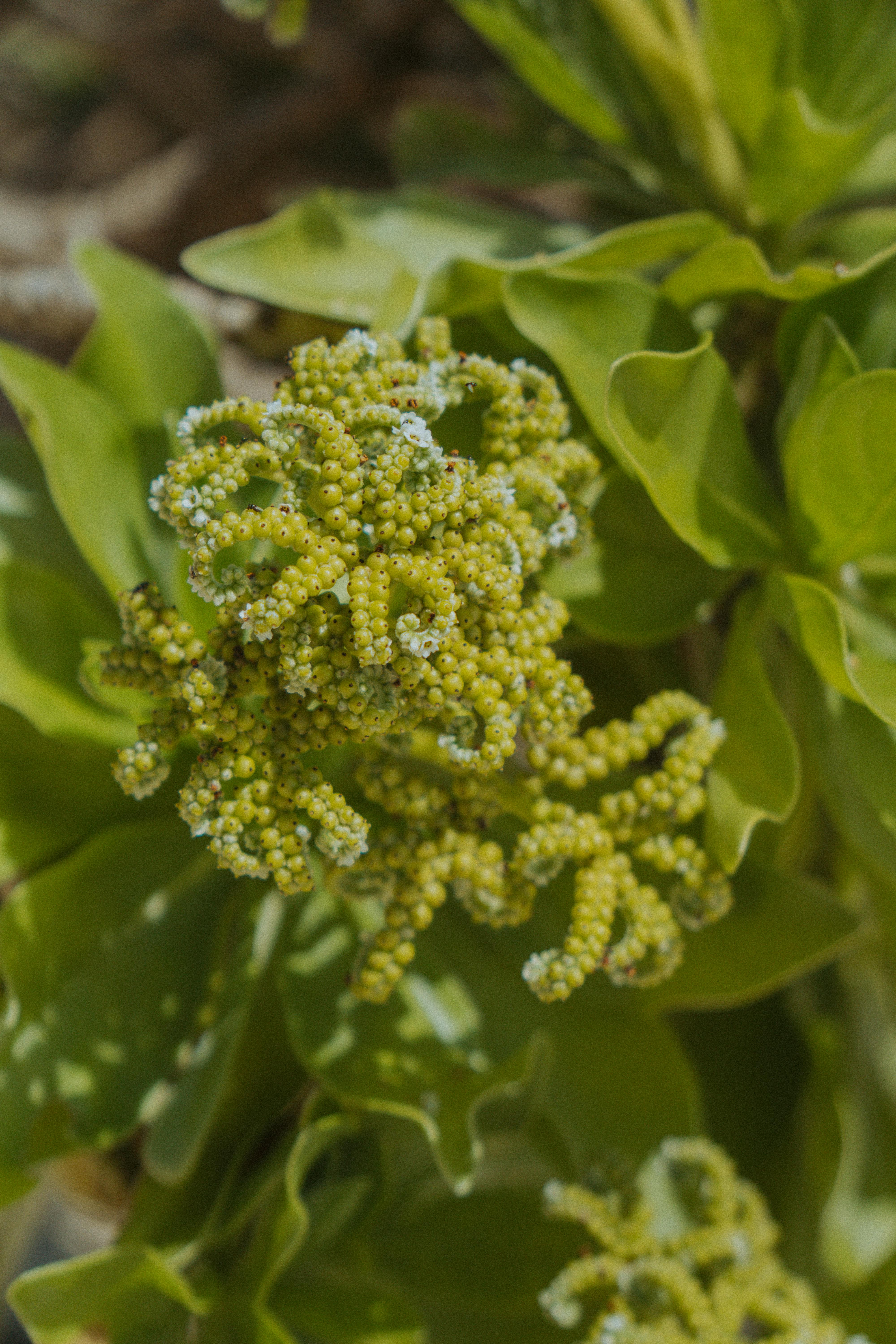 Close-up of a vibrant green floral cluster in Balabac, Philippines garden.