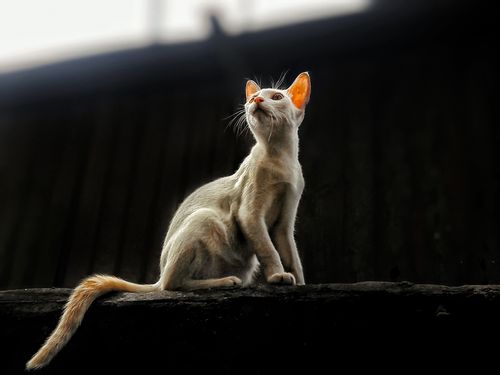 Free A curious stray cat with orange and white fur sits against a dark backdrop, contemplating its surroundings. Stock Photo