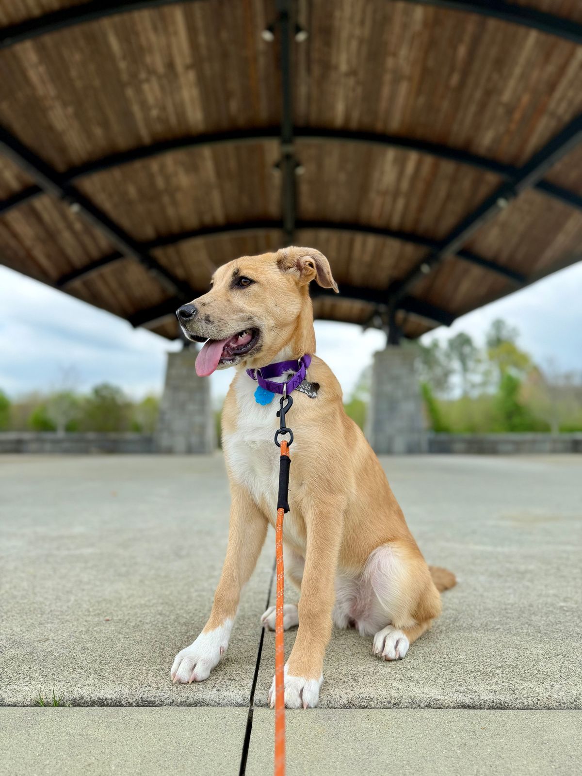 Yavru Köpek Tuvalet Eğitimi Nasıl Verilir? Yaşa Göre Günlük Program
