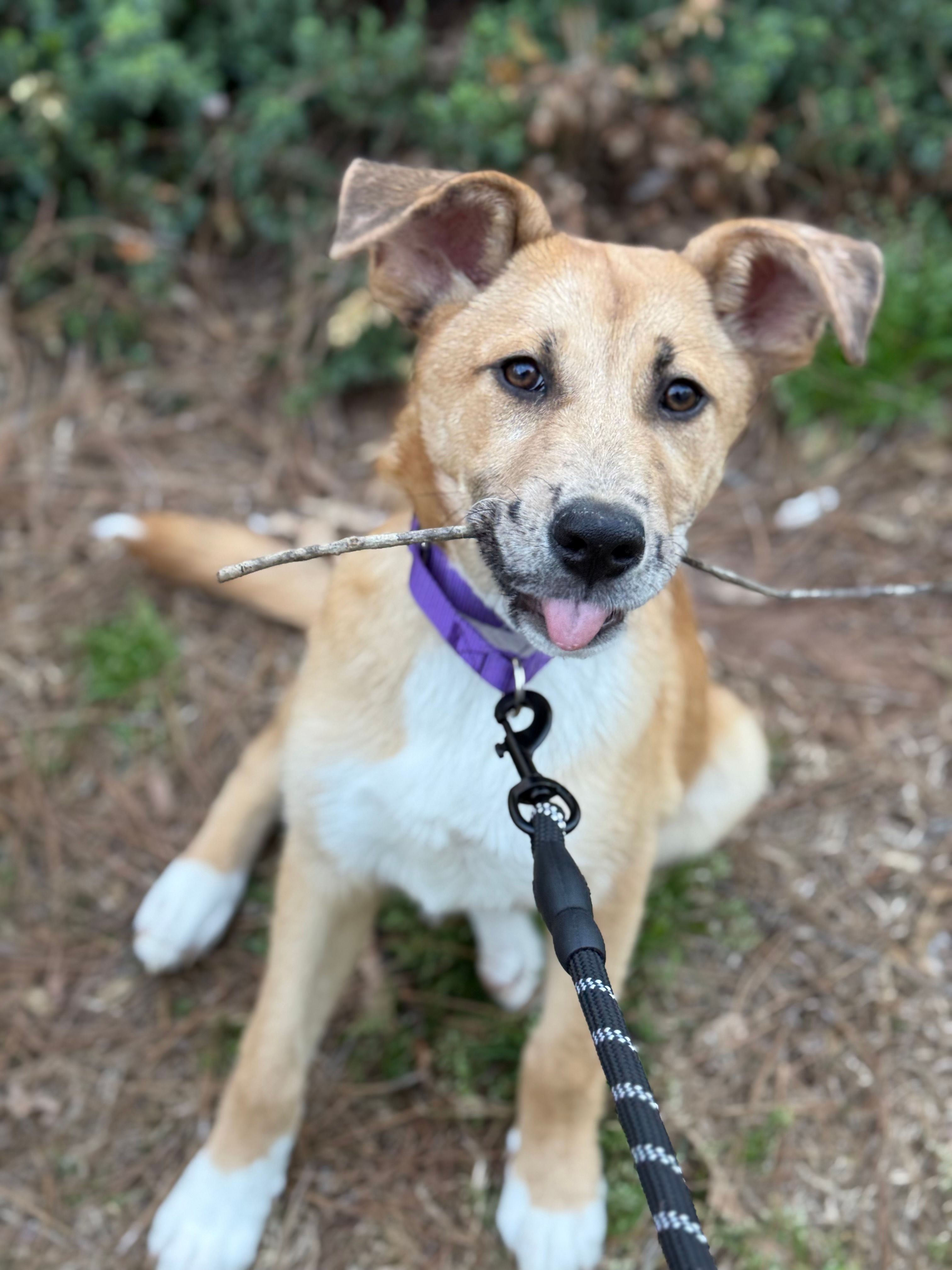 Adorable mixed breed puppy enjoying a playful moment outdoors with a stick.