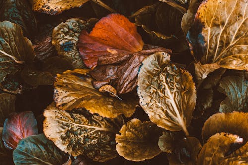 Close-Up Photo of Leaves