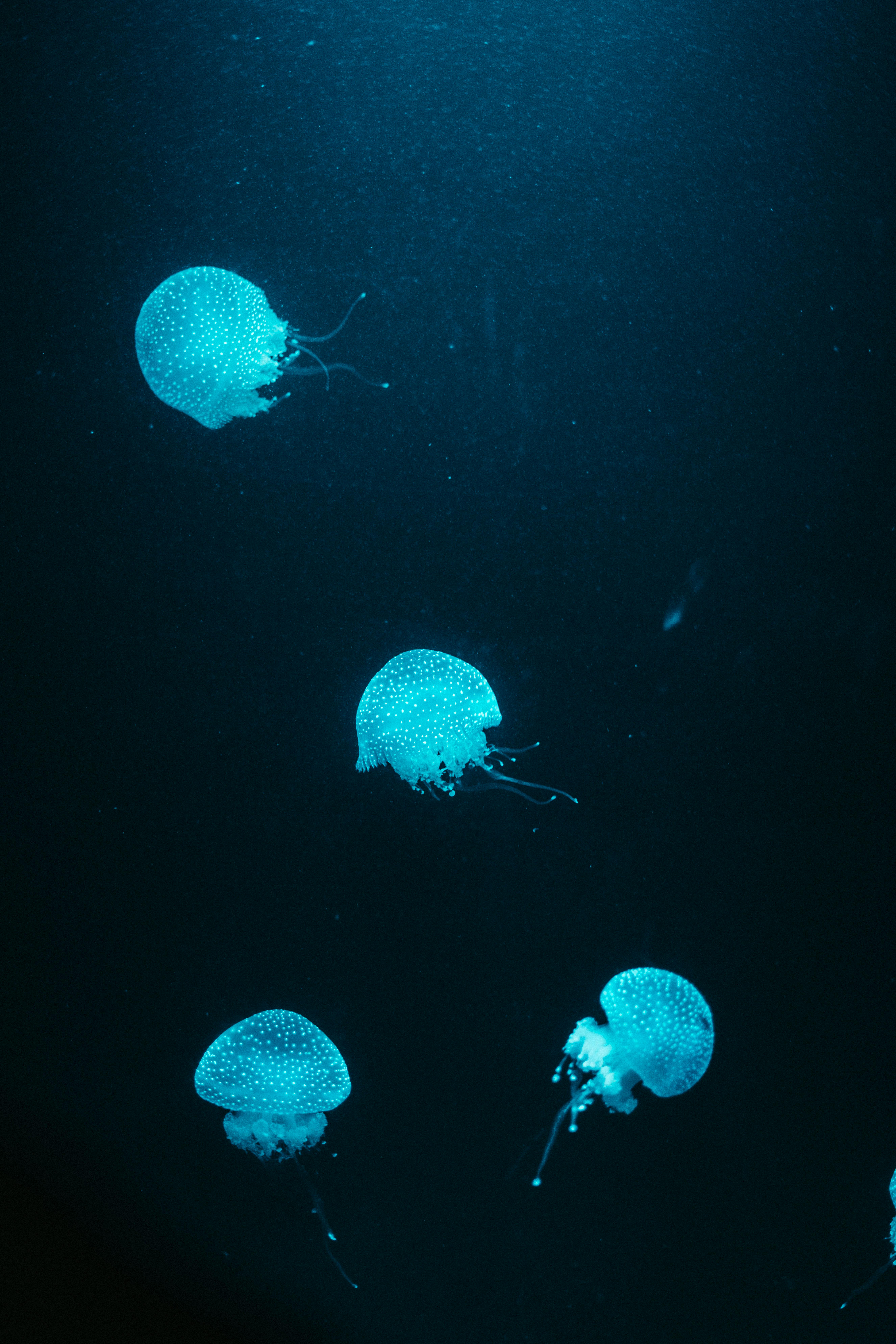 HD wallpaper Purple Jellyfish 4K underwater invertebrate animals in the  wild  Wallpaper Flare