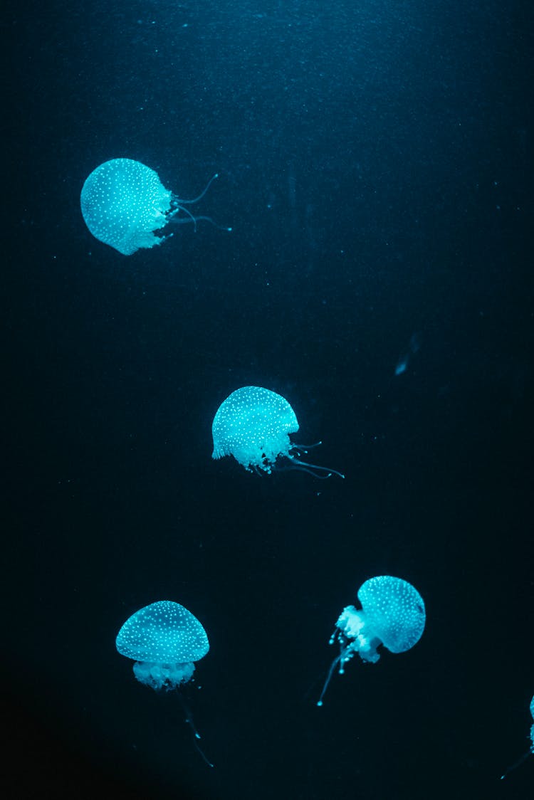 Glowing Jellyfish Underwater