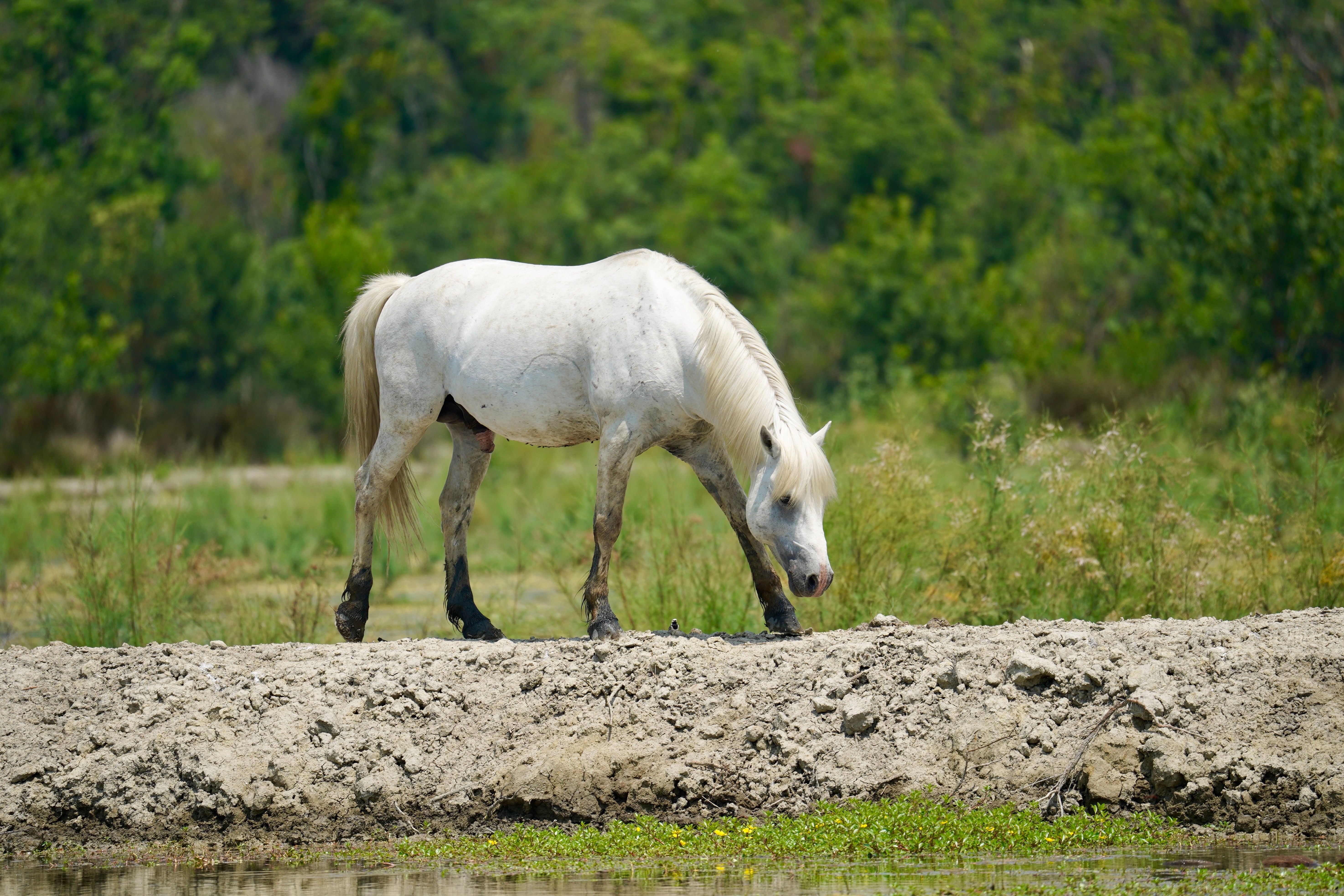 hoof white line