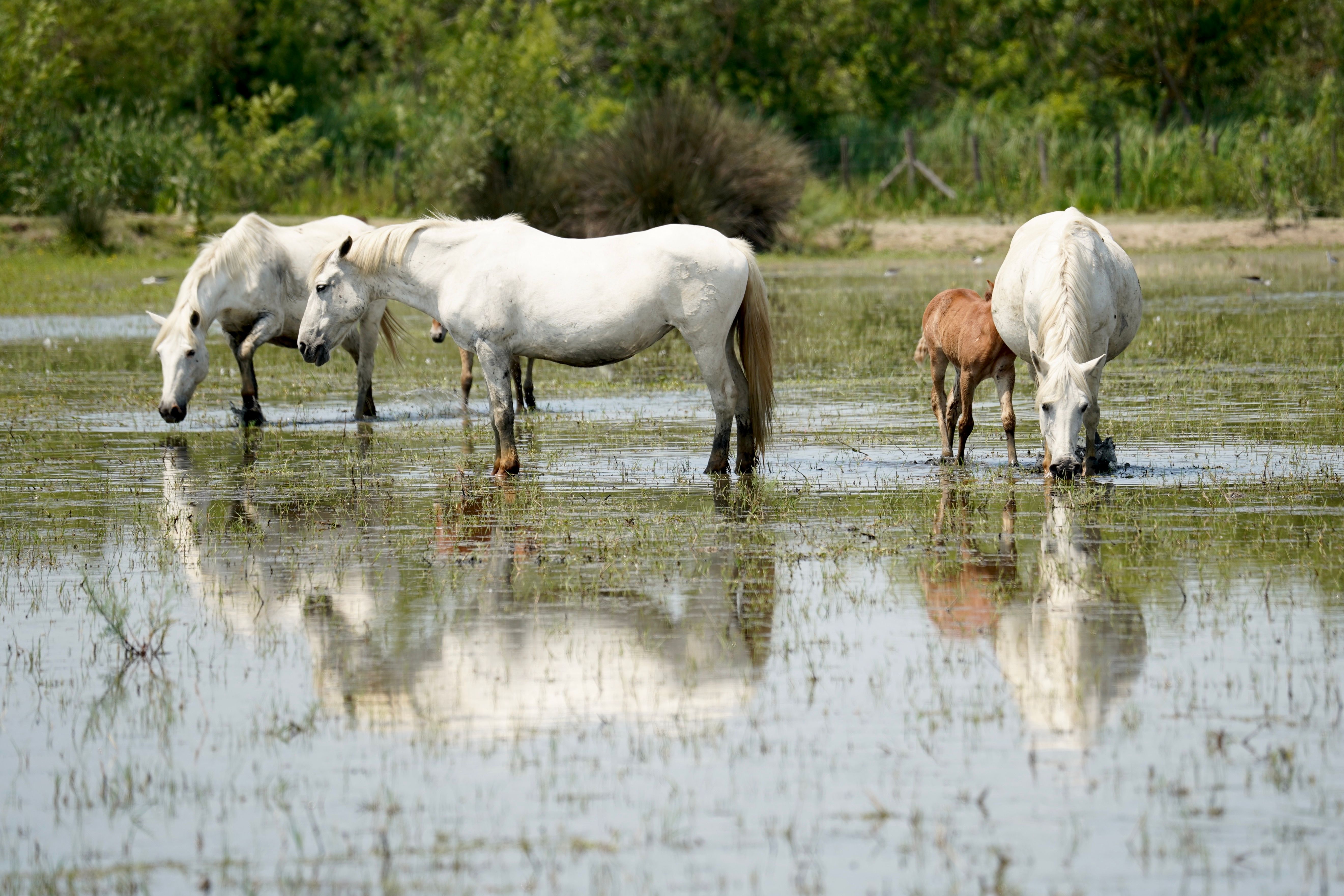 Marché paysan et producteurs locaux Camargue gardoise Vauvert Le Cailar 