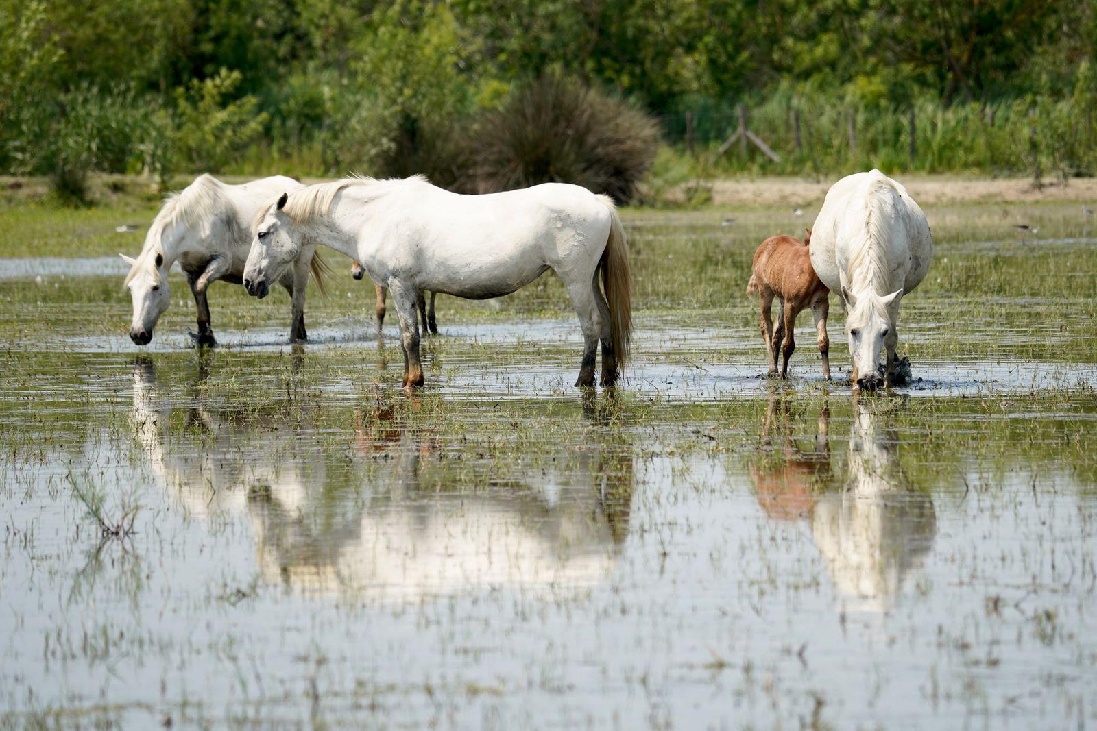 Chevaux blancs de Camargue dans un cadre marécageux