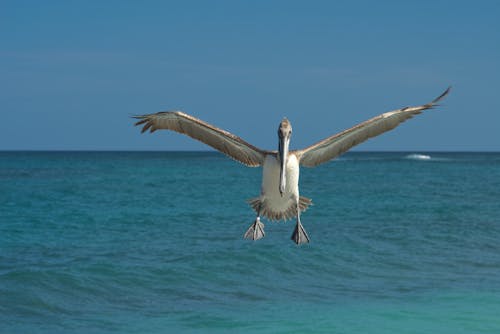 飛行中のペリカン