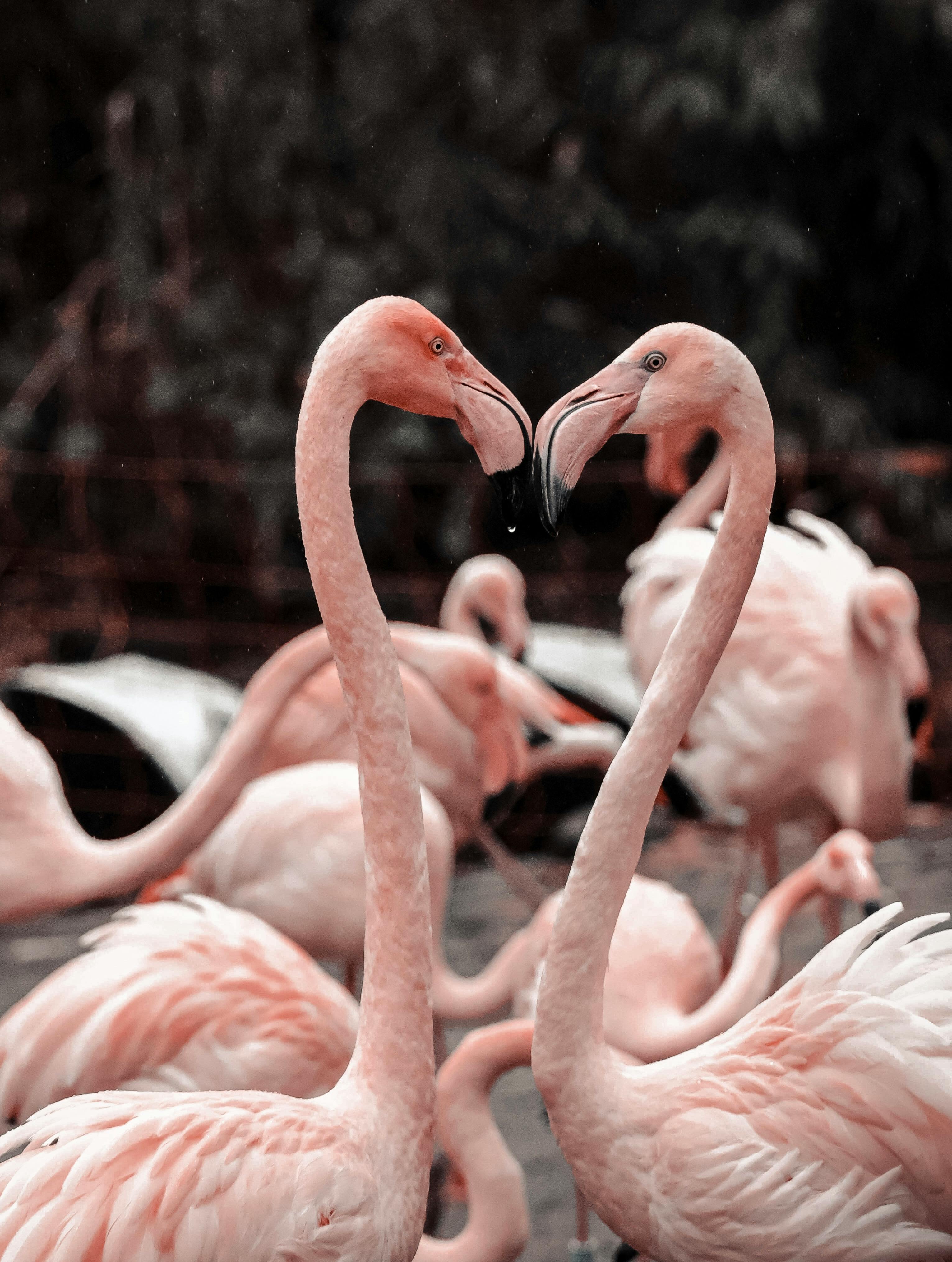 Two flamingos forming a heart shape with their necks, surrounded by a flock.