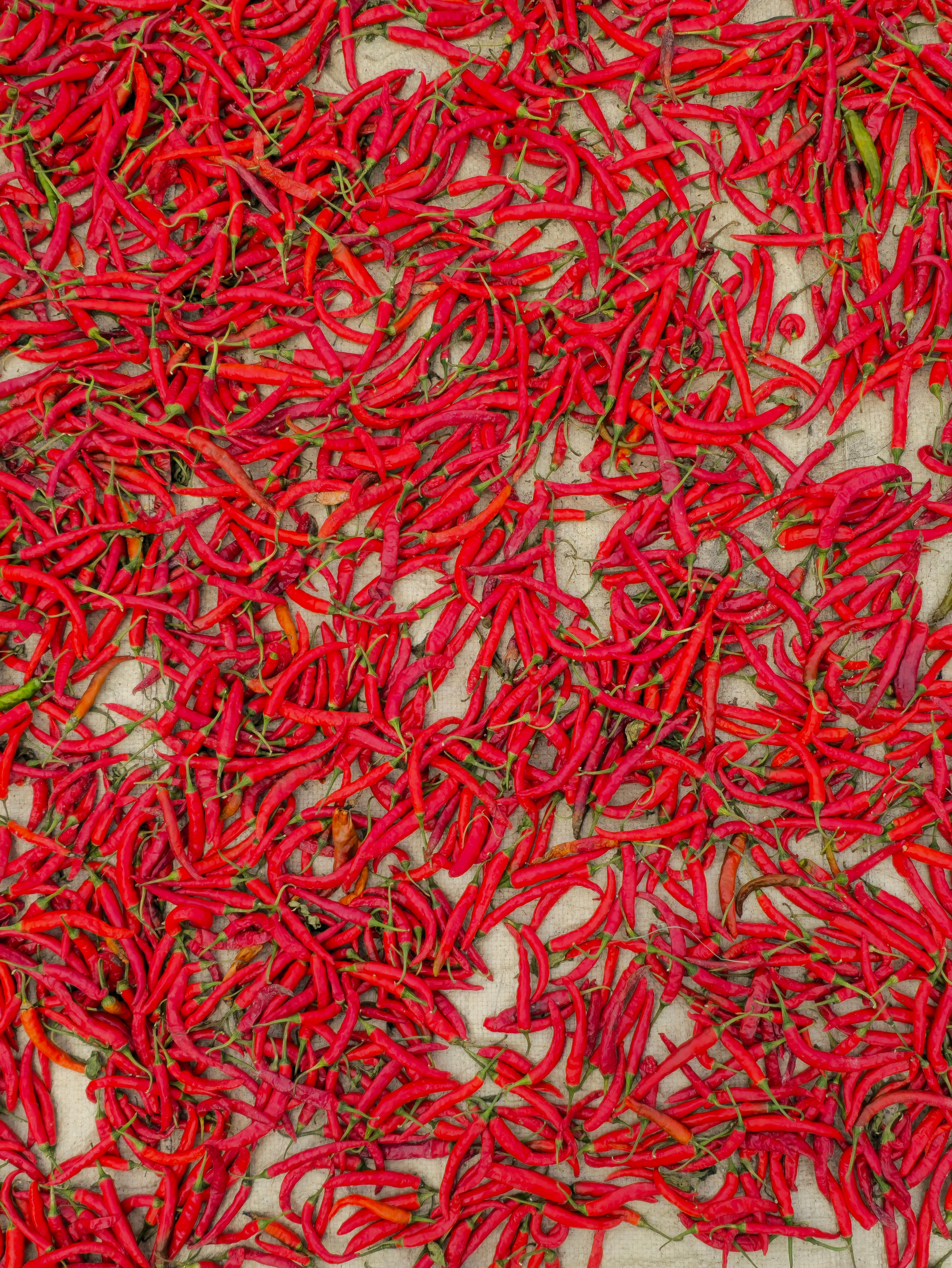 Red Chilli | globistix