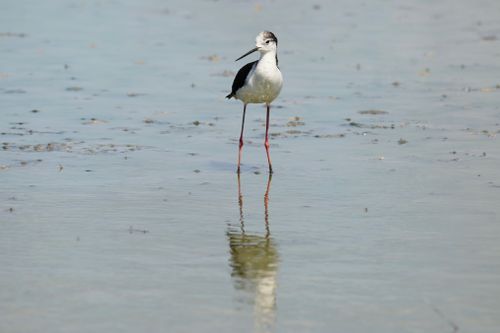 Free Black-winged stilt wading in calm shallow water, reflection visible. Stock Photo