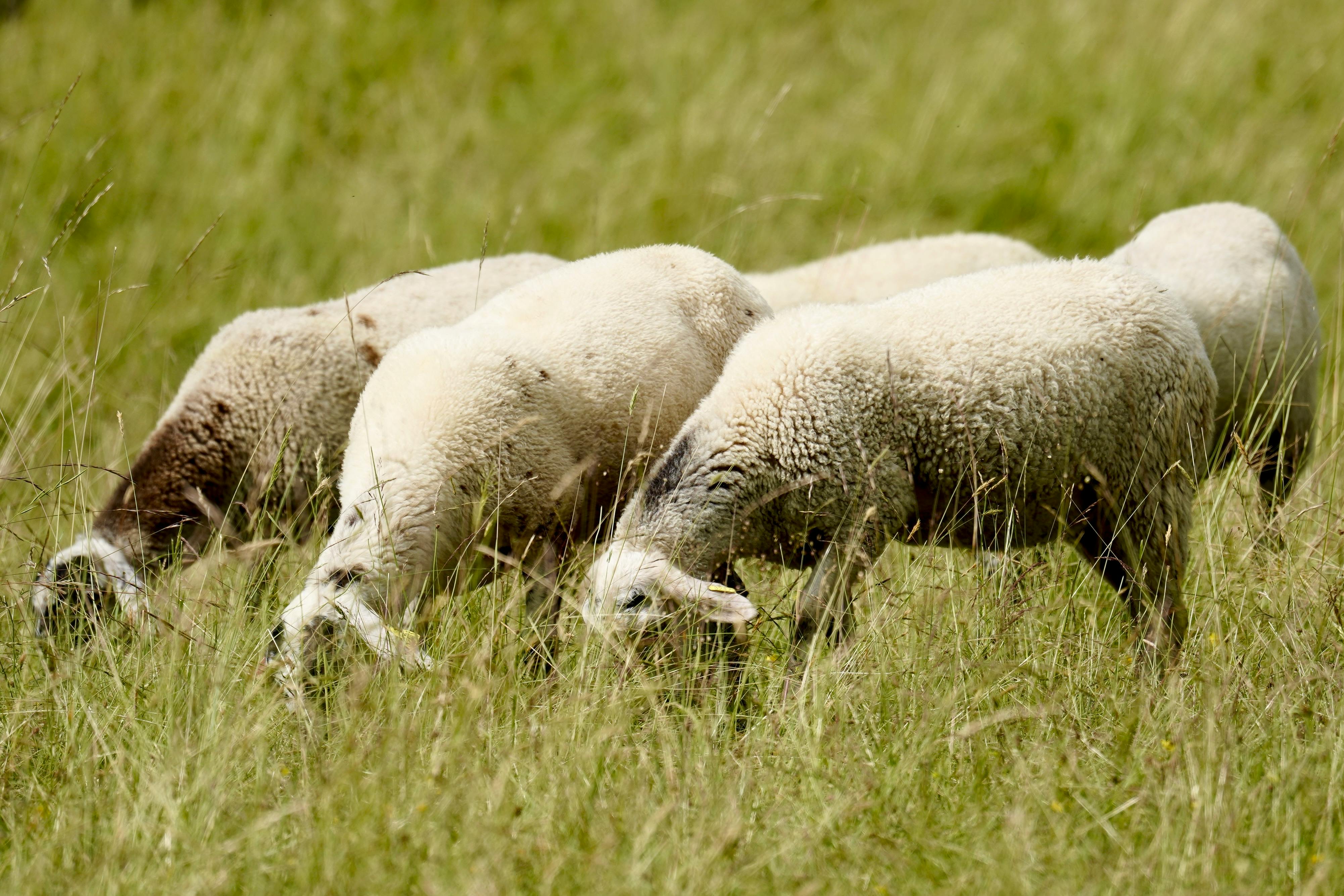 News Grazers Increasingly Drifting To Online Mobile Pastures