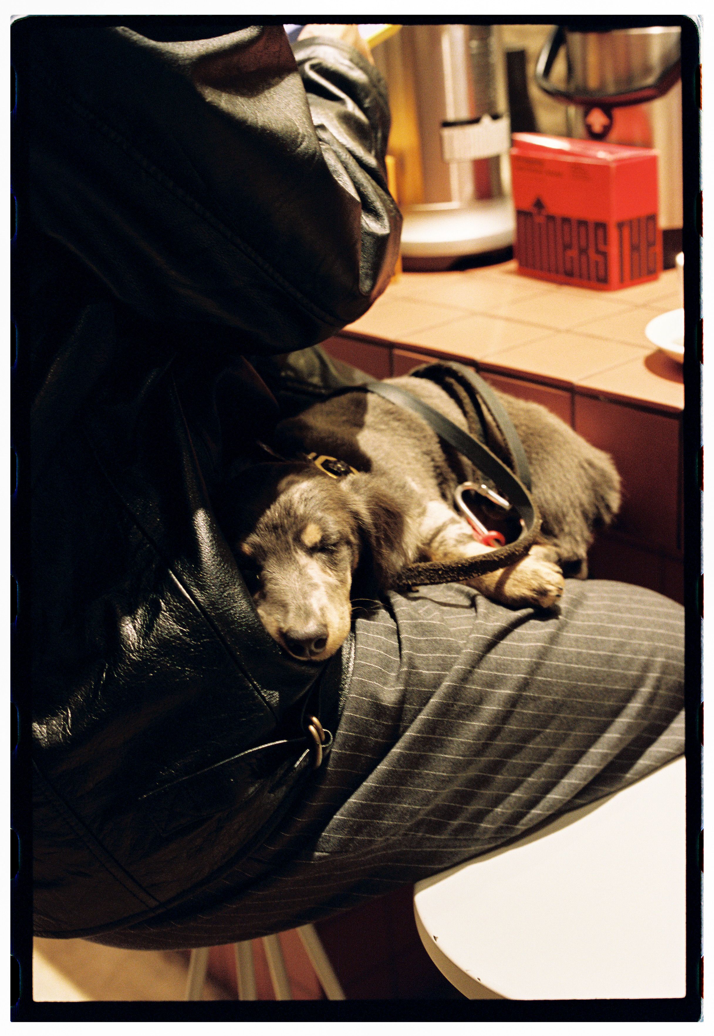 A small dog sleeping on a person's lap inside a cozy cafe.