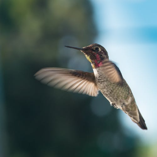 Close Up Van Vogels Vliegen