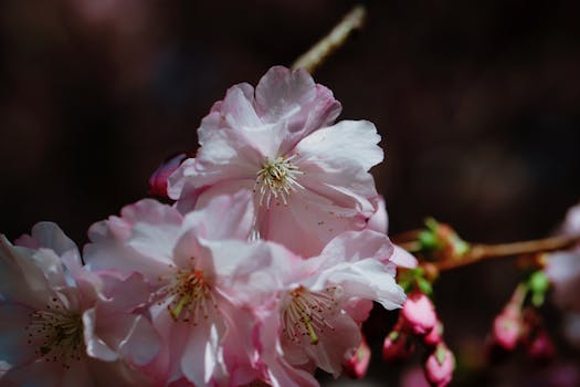 Detailed close-up of cherry blossoms in full bloom, showcasing their delicate petals.