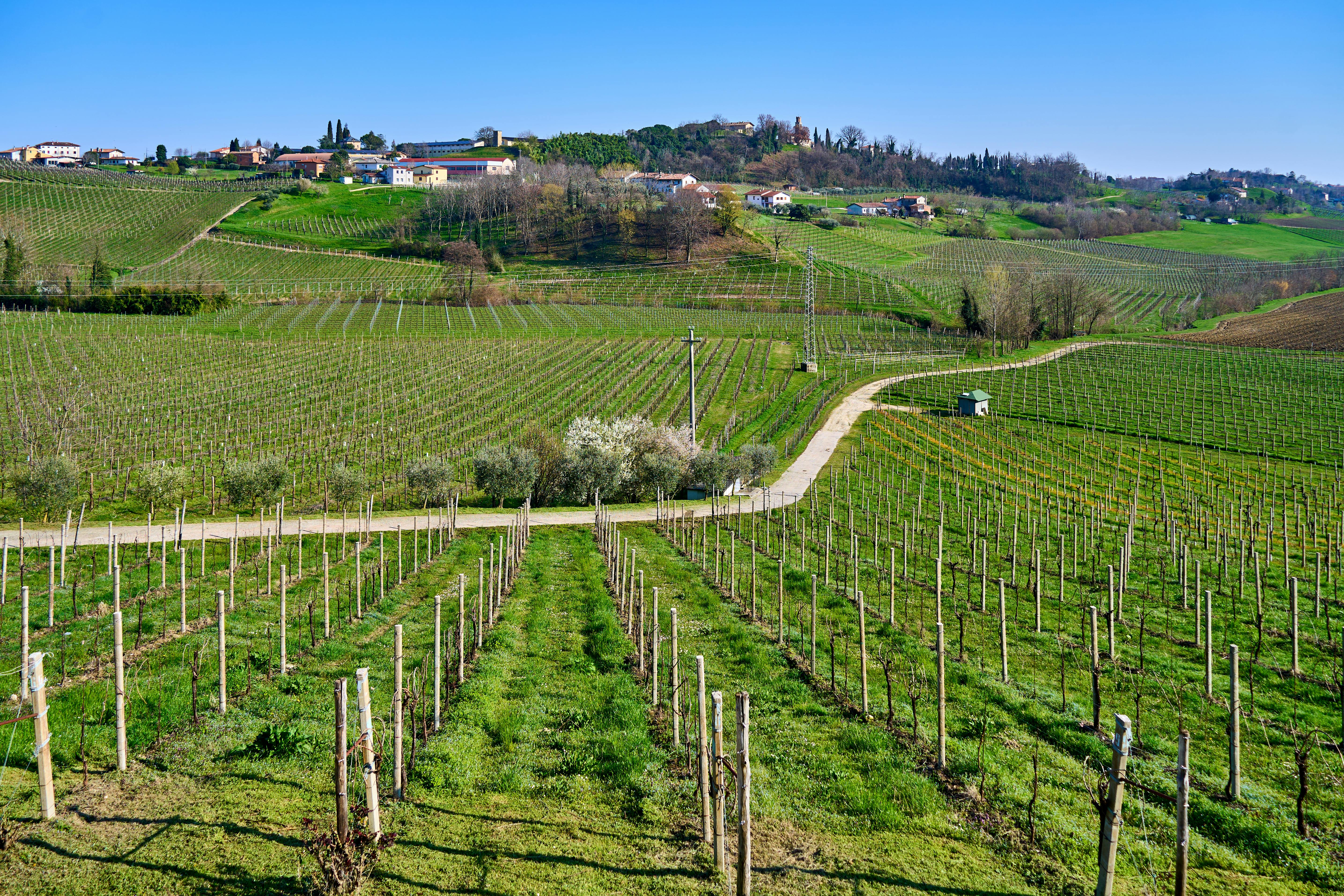 A lush vineyard stretches over rolling hills with farmhouses in the distance under a clear blue sky.