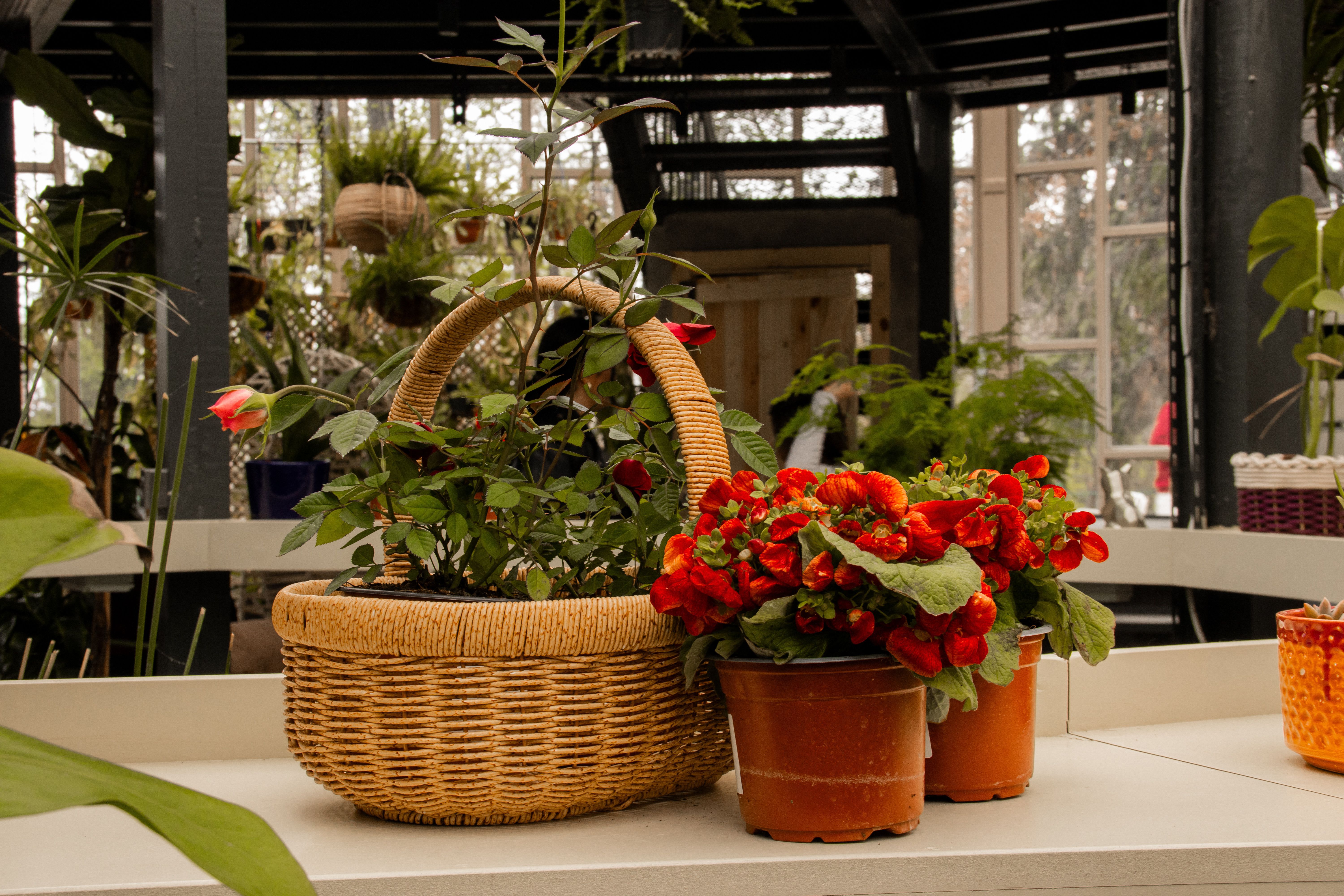 Comment Réussir la Culture des Légumes en Intérieur : Guide Pratique