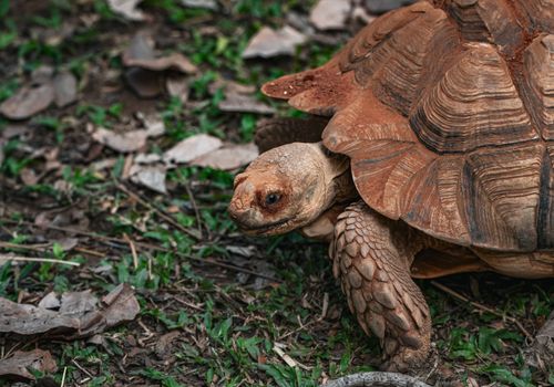 Captured in Thailand, an African Spurred Tortoise walks on a natural forest floor.