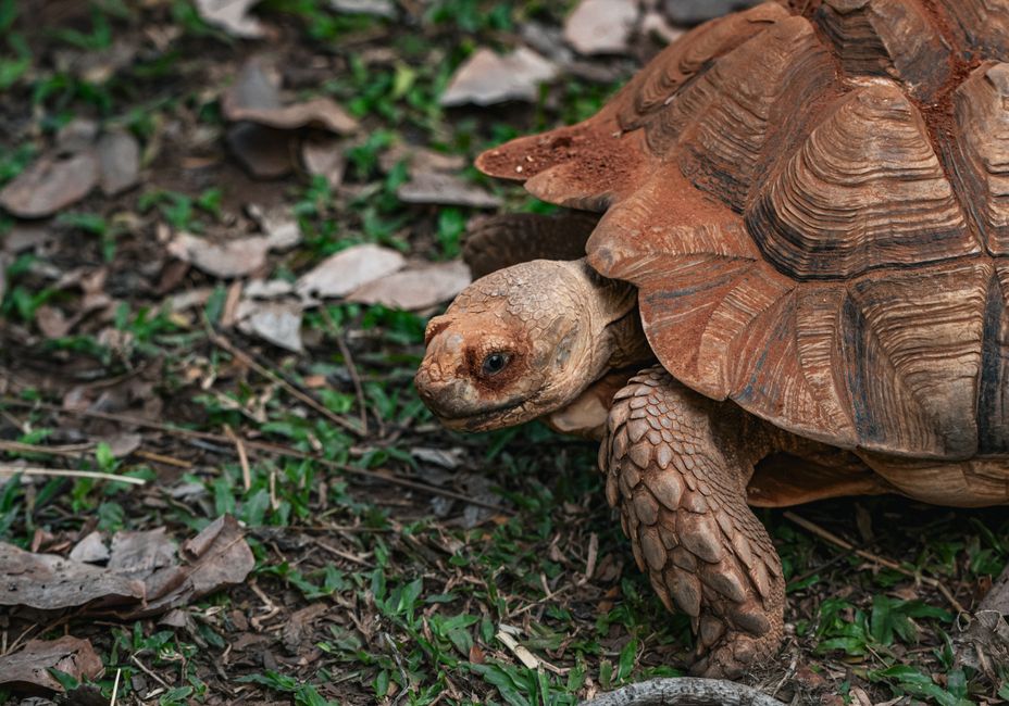 Captured in Thailand, an African Spurred Tortoise walks on a natural forest floor.