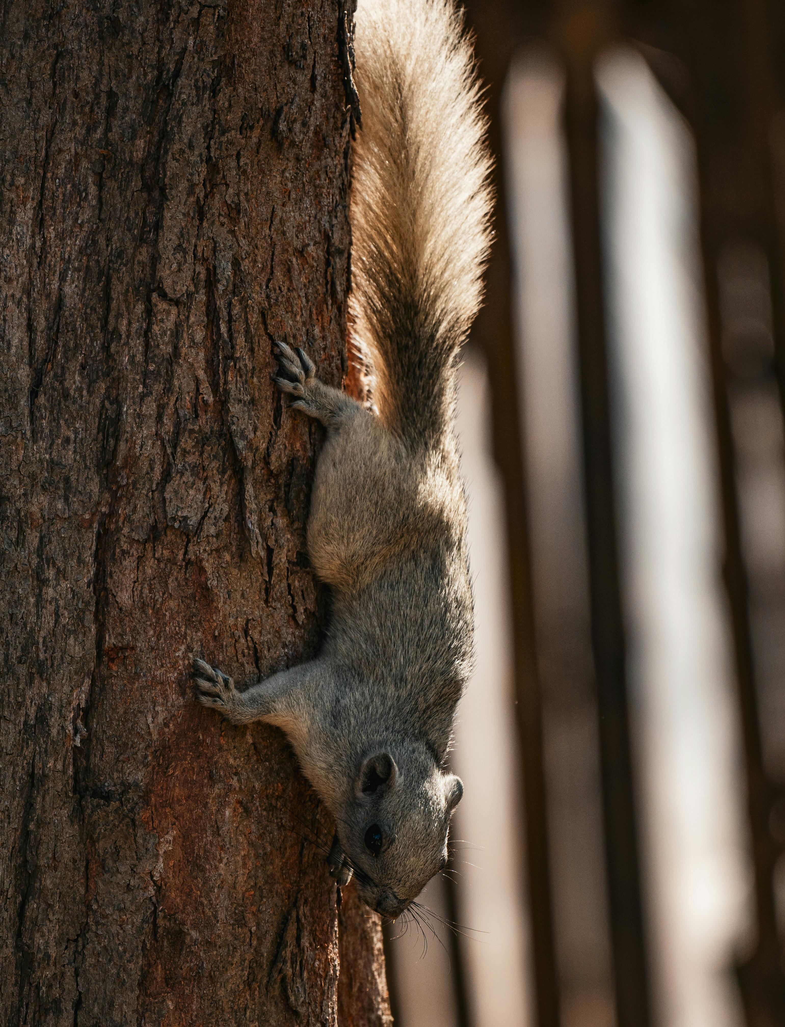 A squirrel clings to a tree, showcasing its agile movements in the natural habitat of Thailand.