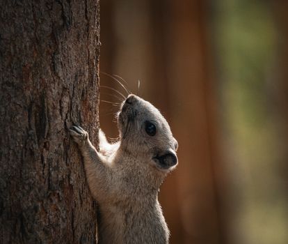 Adorable squirrel scaling a tree trunk in the lush forests of Thailand. Captivating wildlife moment.