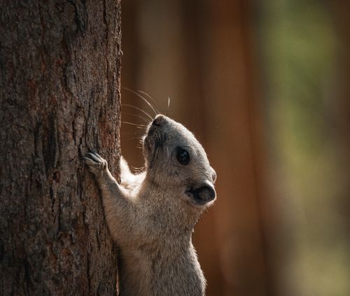 Free Adorable squirrel scaling a tree trunk in the lush forests of Thailand. Captivating wildlife moment. Stock Photo