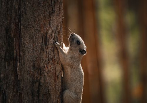 A focused shot of a squirrel scaling a tree in a natural setting, captured in Thailand.
