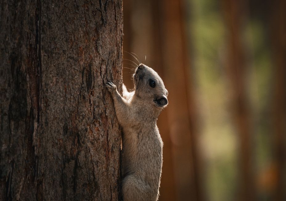 A focused shot of a squirrel scaling a tree in a natural setting, captured in Thailand.