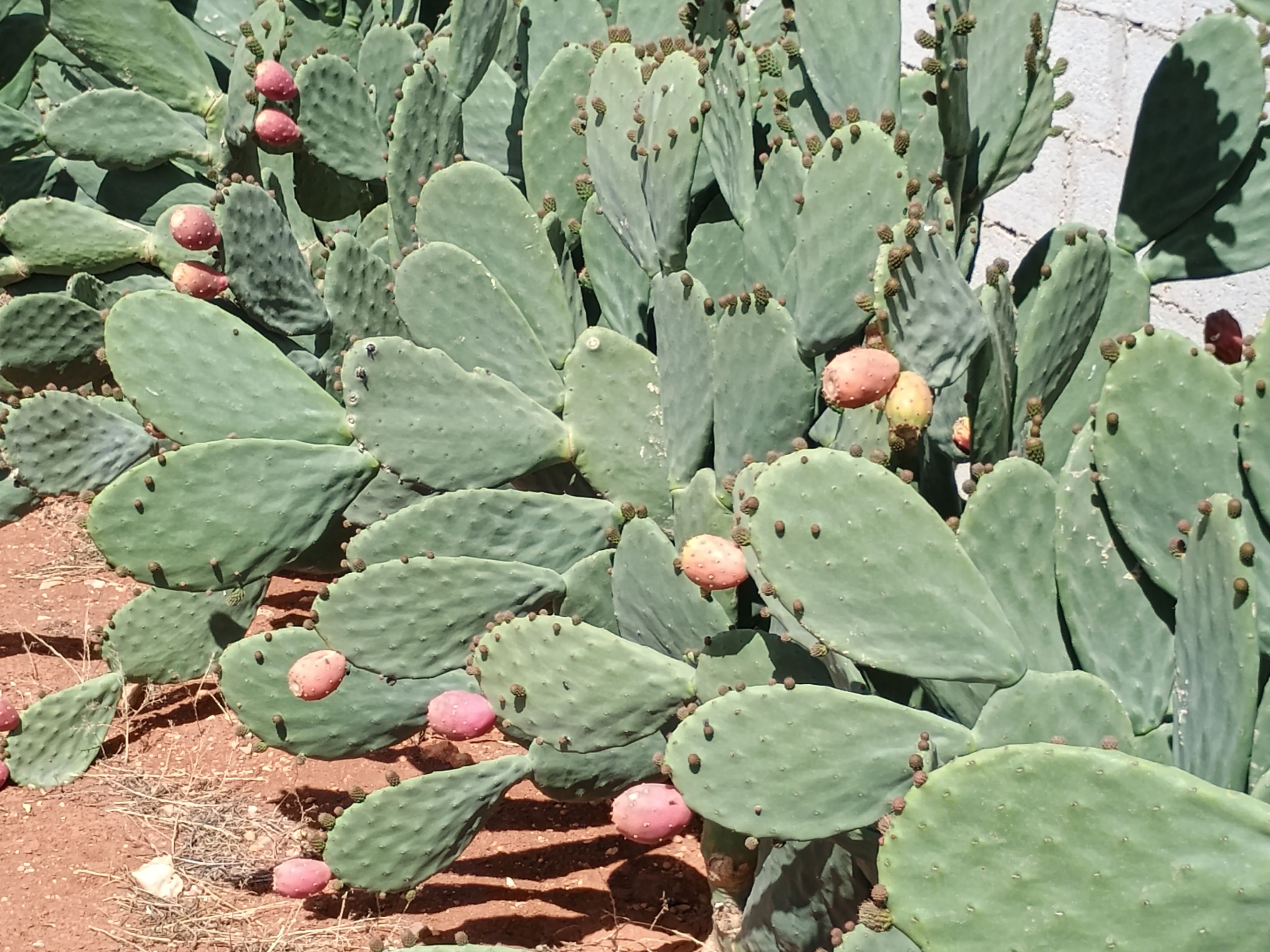 Opuntia Cactus with Prickly Pears in Sunlight · Free Stock Photo