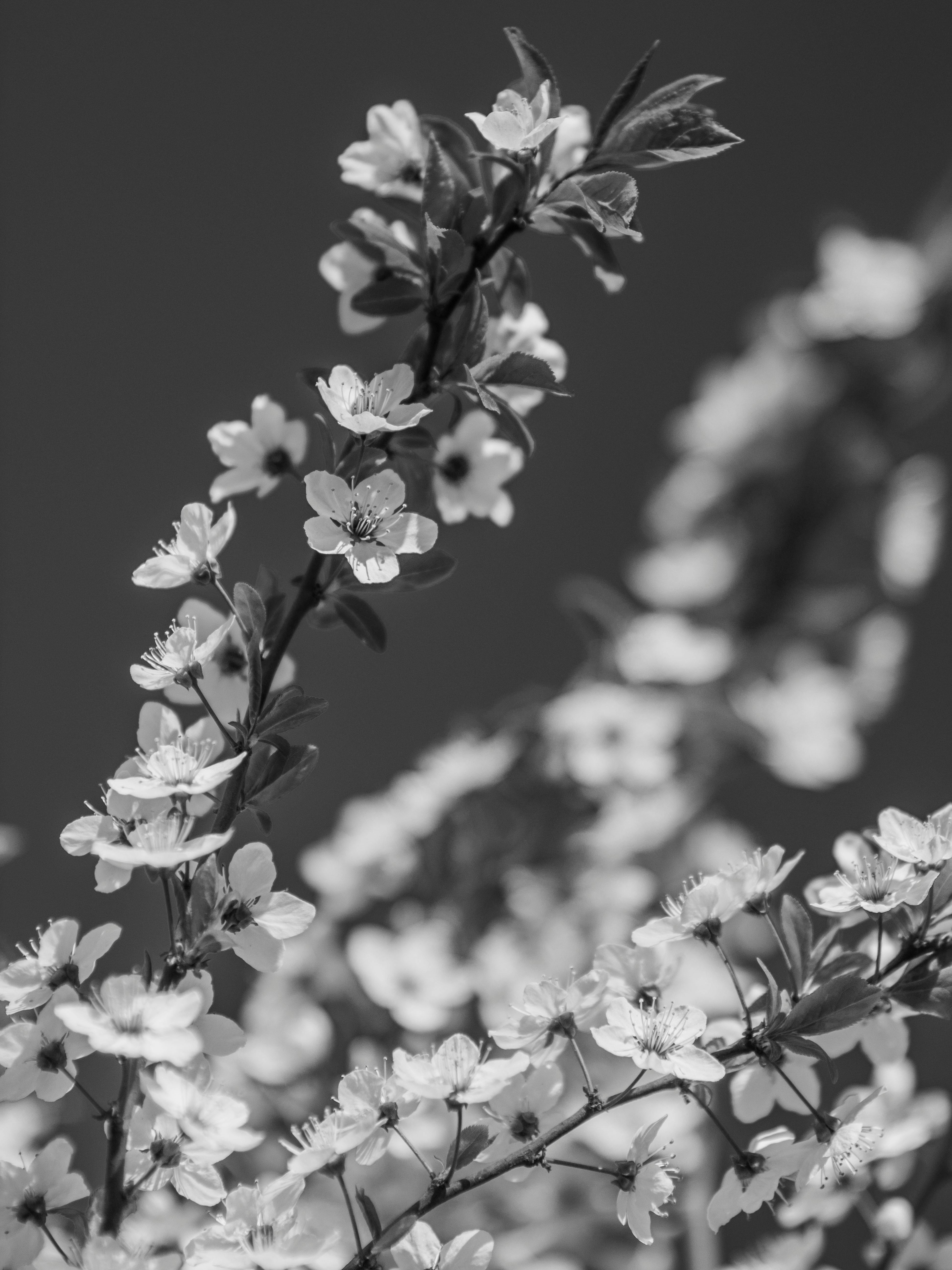 Elegant black and white close-up of cherry blossoms in full bloom.