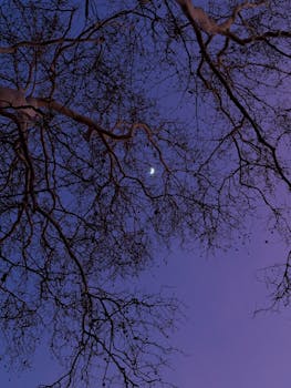 A serene view of tree branches silhouetted against a twilight sky with a crescent moon.