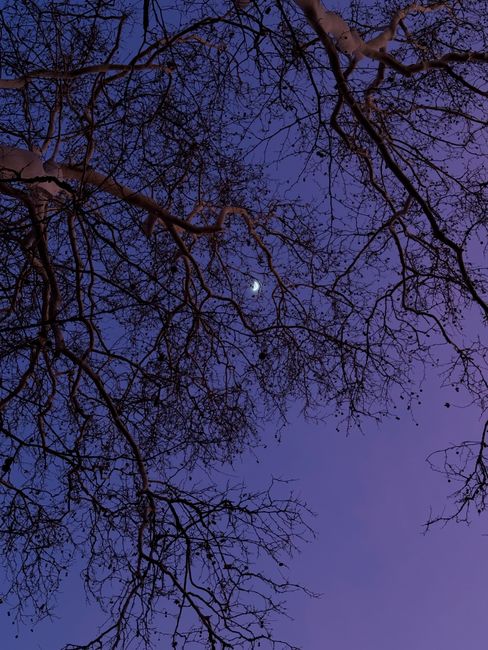A serene view of tree branches silhouetted against a twilight sky with a crescent moon.